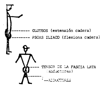 Musculos Cadera