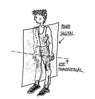 eje transversal plano sagital