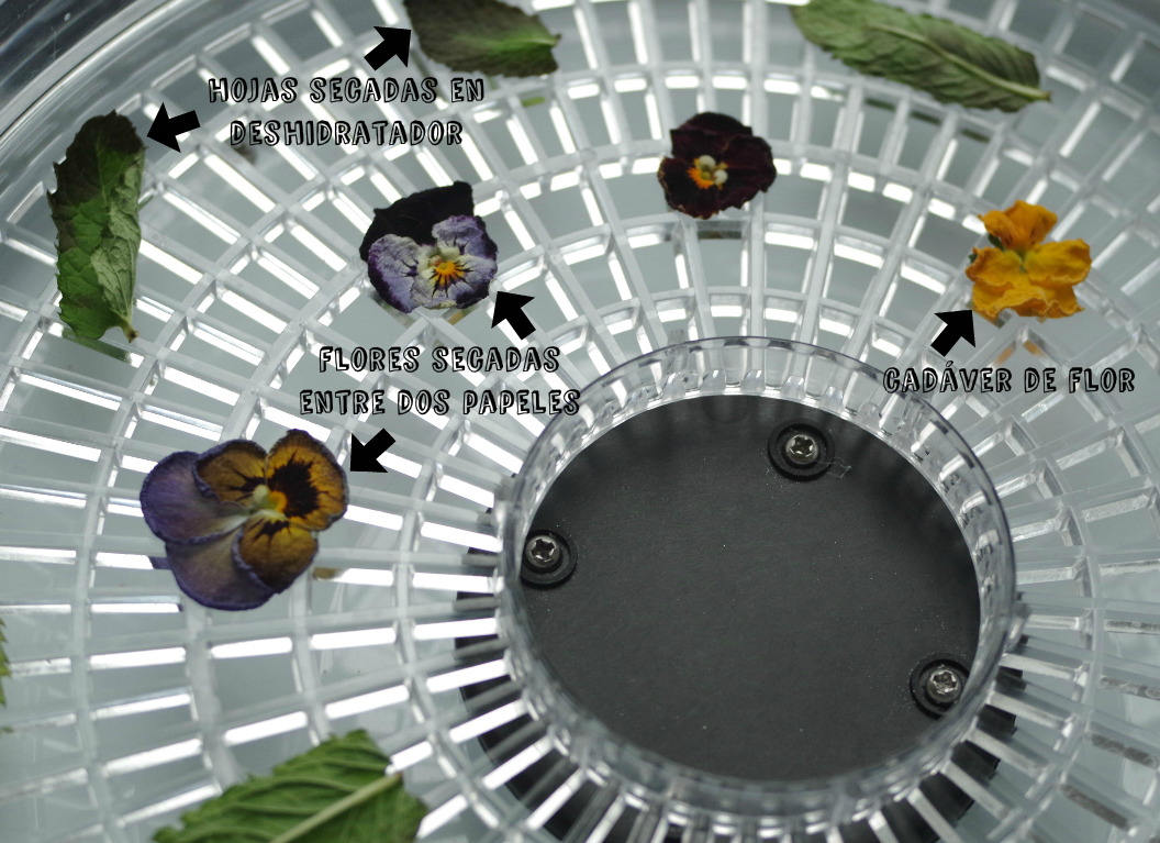 doctorcookies galletas flor comestible edible flower cookies.png