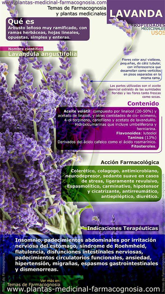 Lavanda. Propiedades, usos y contraindicaciones