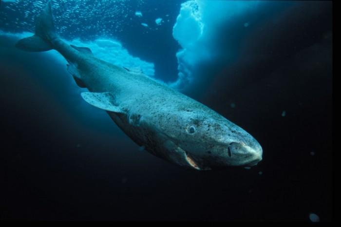 El vertebrado más longevo del mundo, el tiburón de Groenlandia puede vivir 400 años