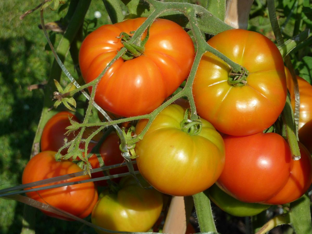Mata de tomates