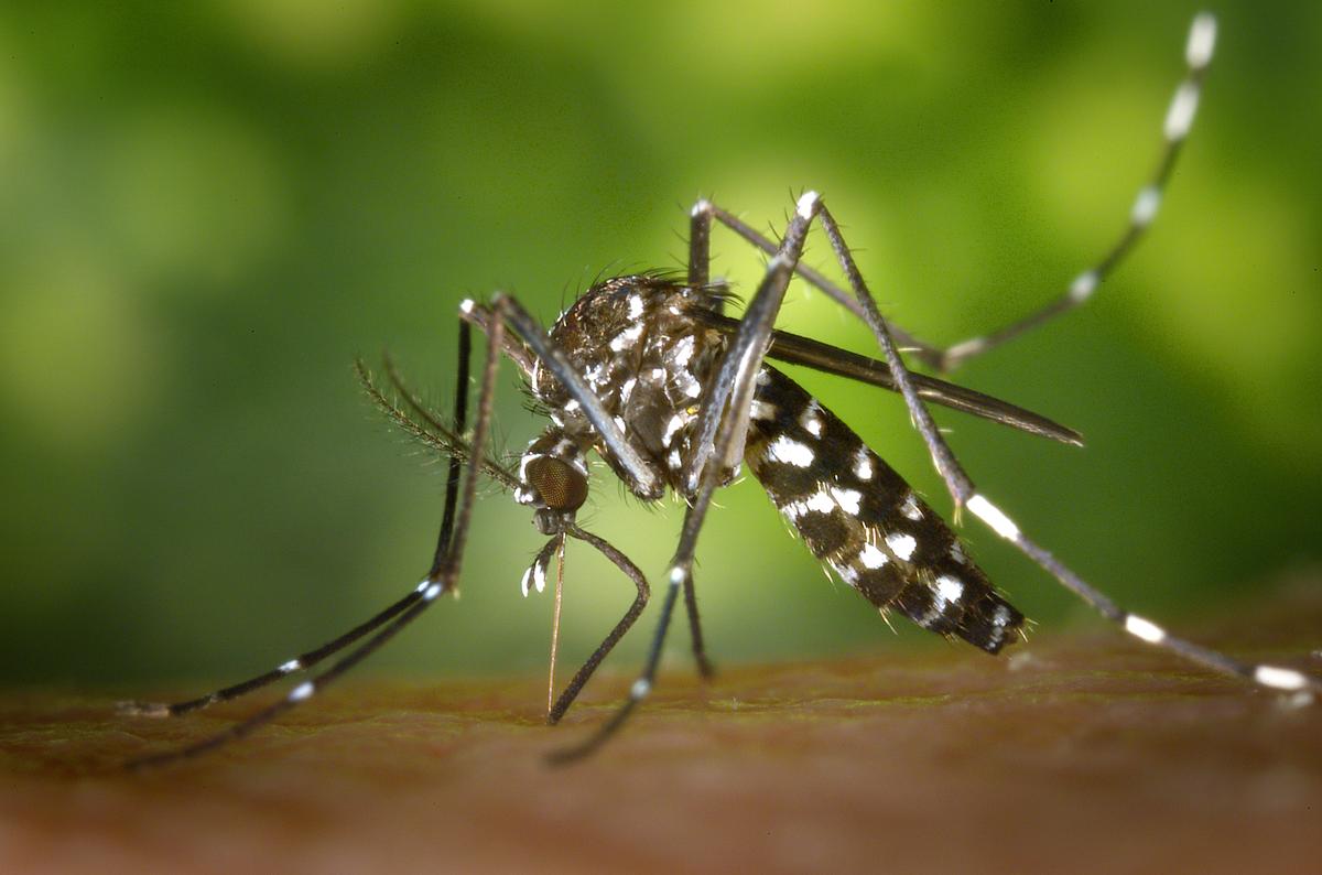 Mosquito-aedes-zika-dengue