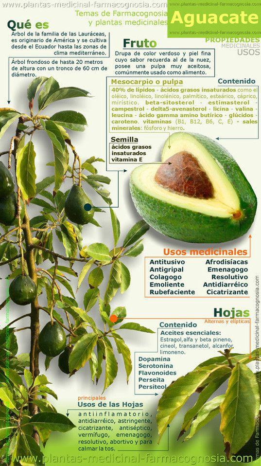 El aguacate tiene multitud de propiedades y usos medicinales. Es ideal como sustituto saludable de mahonesa y otras salsas en sándwiches y otro platos.: 