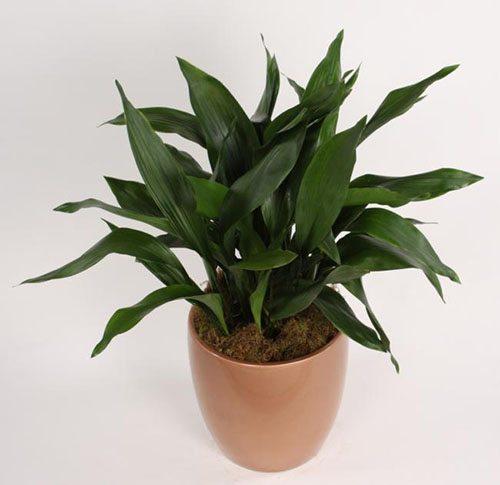 plantas de interior resistentes Aspidistra elatior ascot vale