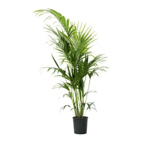 plantas de interior resistentes kentia ikea