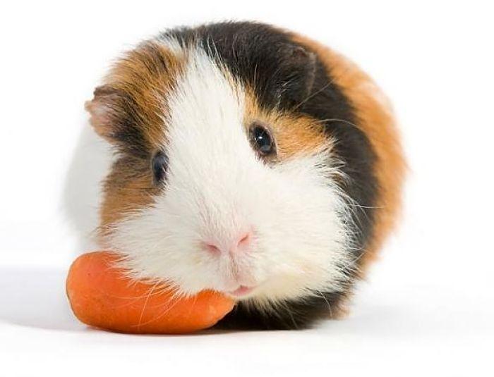 Que-comen-las-cobayas-2