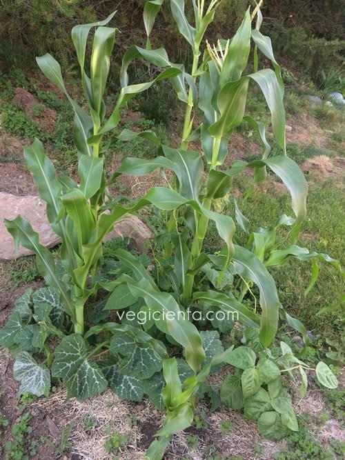 maíz-compañeras-vegicienta