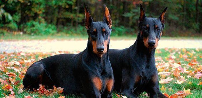 Como cuidar a un doberman