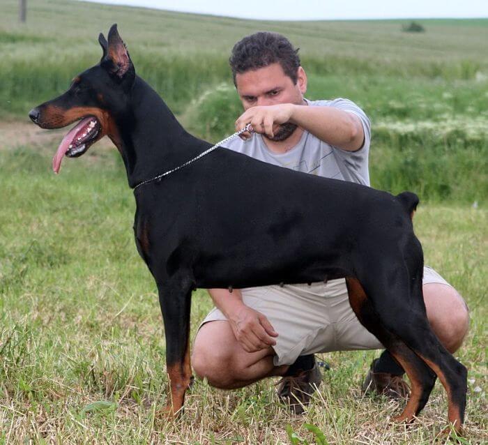 Cuidados del doberman