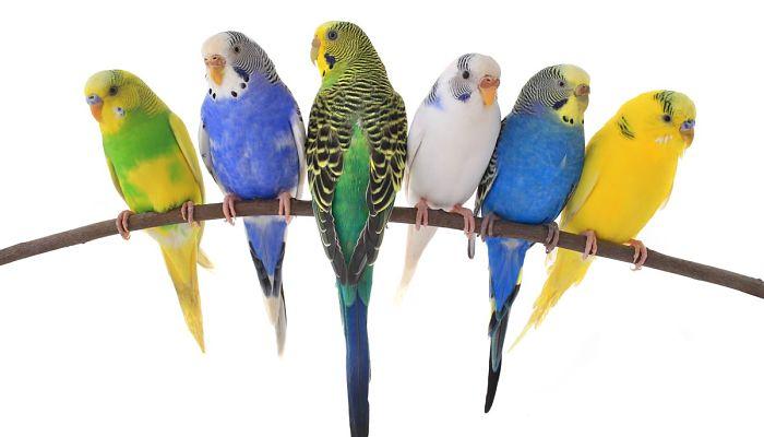 que-alimentos-comen-los-periquitos-australianos-1