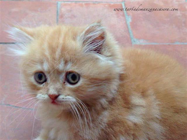 13939473_1111323795617506_5713425267737522467_n