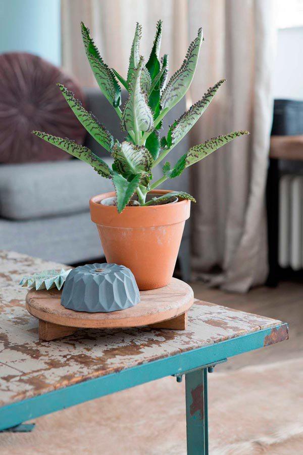 AYS-MADERA Y VERDE MINT-7