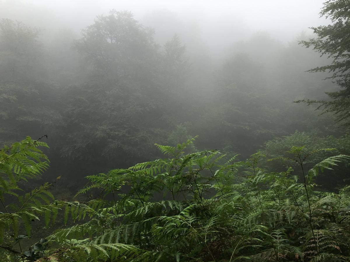 embalsesdeleurtza-niebla