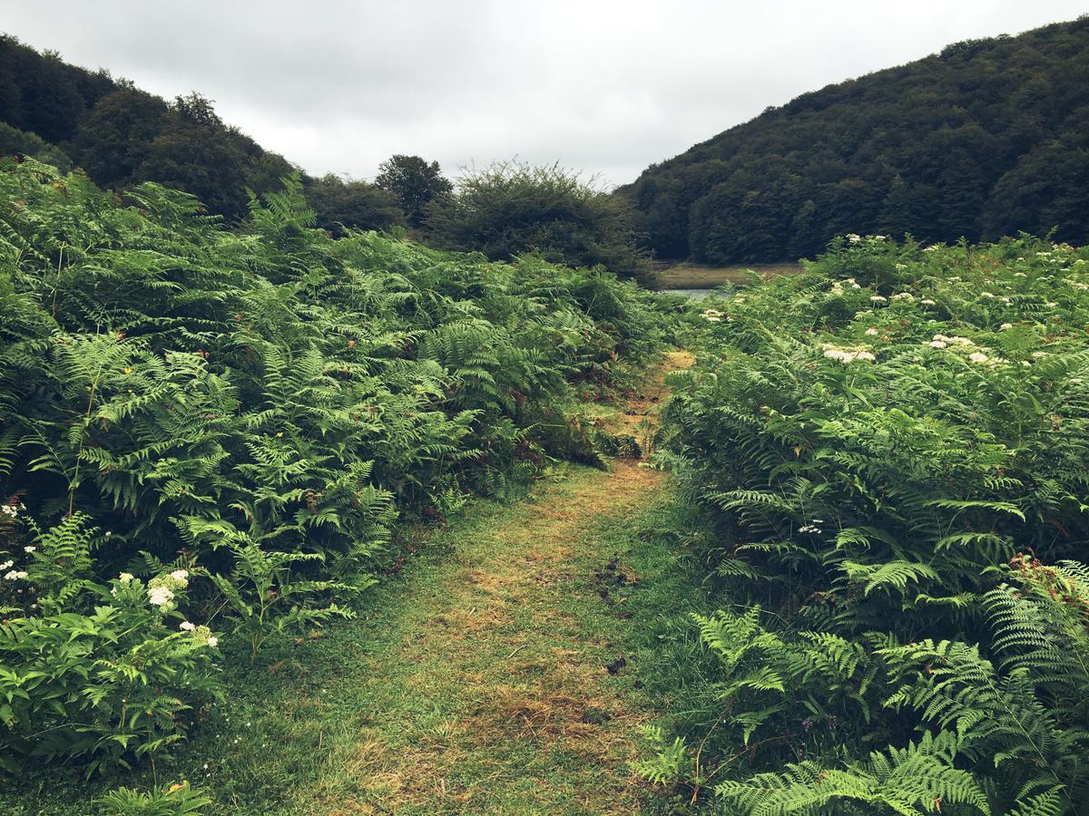 embalsesdeleurtza-helechos