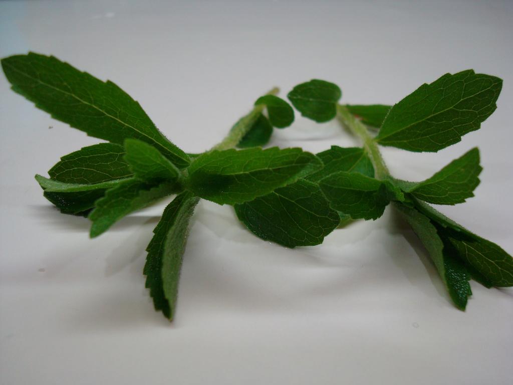 stevia