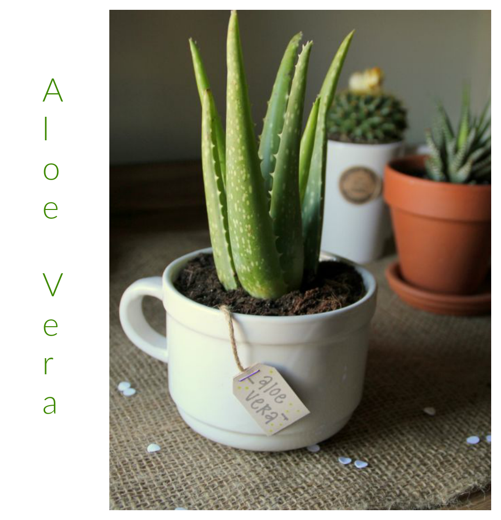 aloe vera