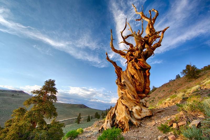 Matusalén el árbol más antiguo del mundo