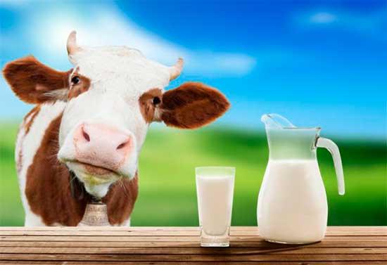 leche de vaca buena o mala para la salud