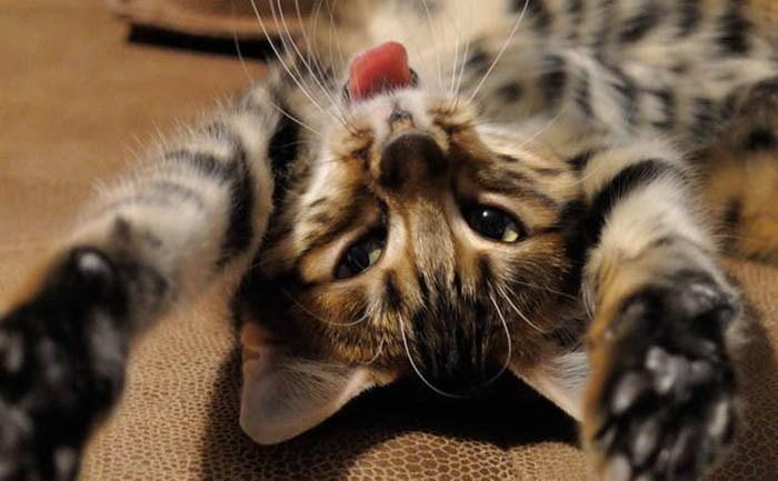 Gatos de color atigrado