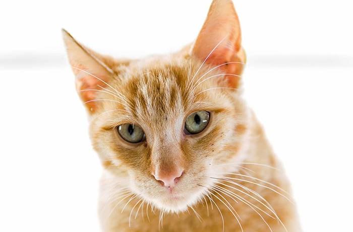 Gato de color amarillo