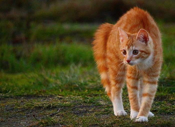 Gato de color rojizo