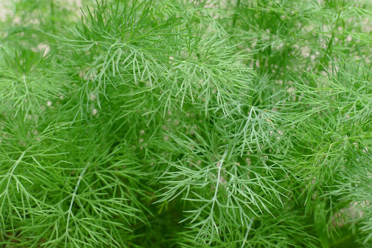 dill-1347095_1920