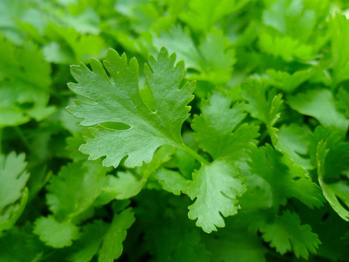 parsley-741996_1920