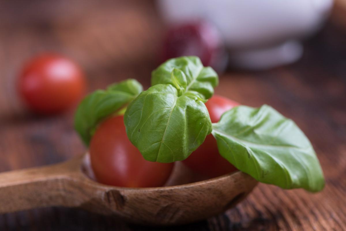 Albahaca