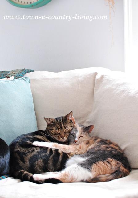 Renovar un sofá anticuado Puddy-and-Stella