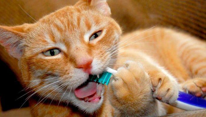 mal aliento en gatos