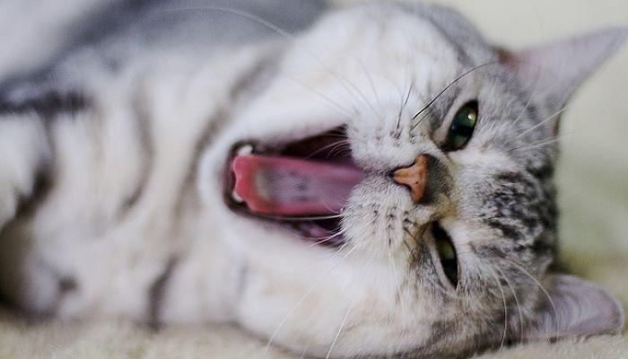 el mal aliento en gatos