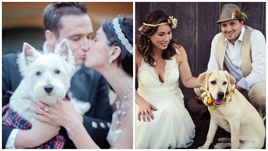 mascota en boda