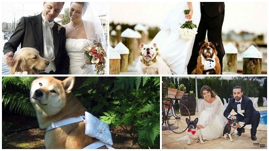 perro anillos en la boda