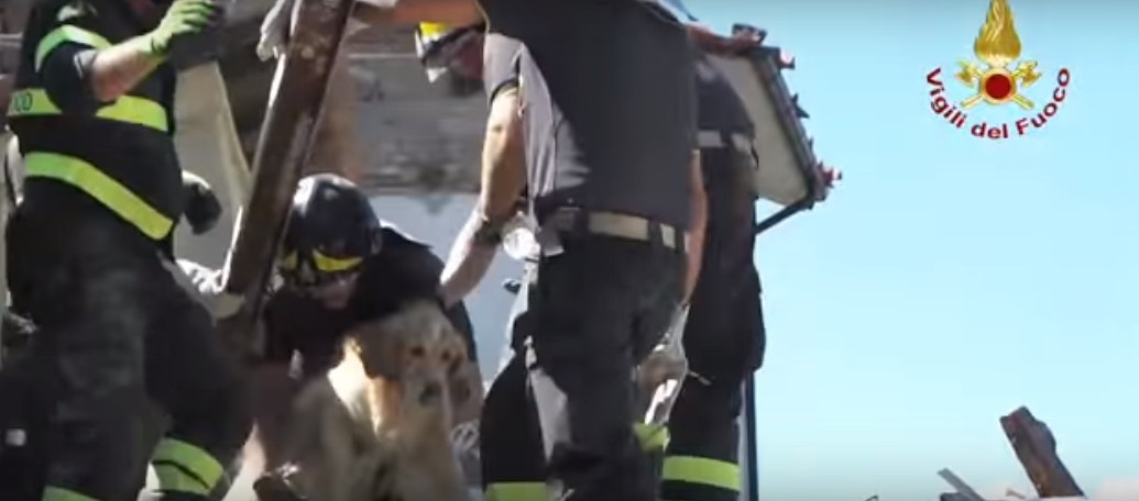 Rescatan a un perro de los escombros del temblor en Italia