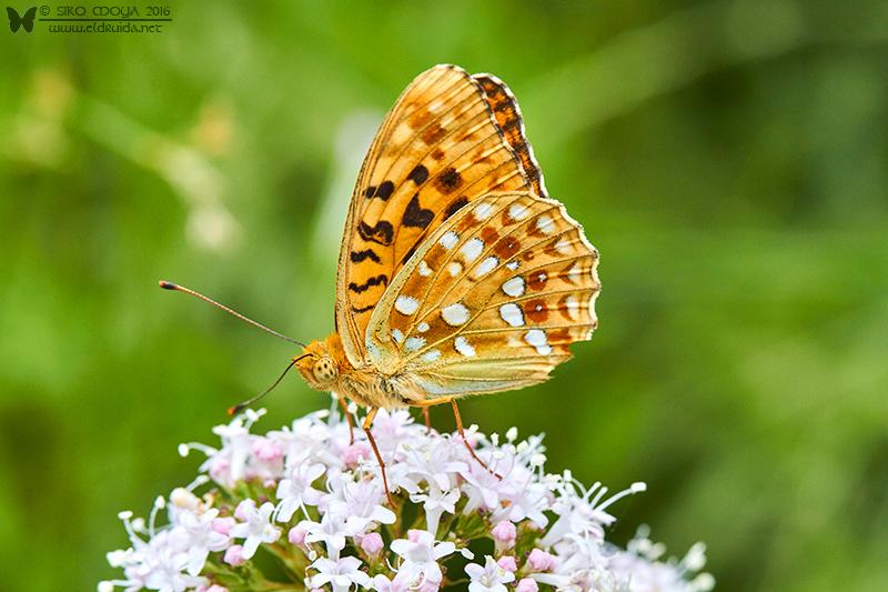 Argynnis adippe