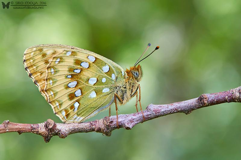 Argynnis aglaja