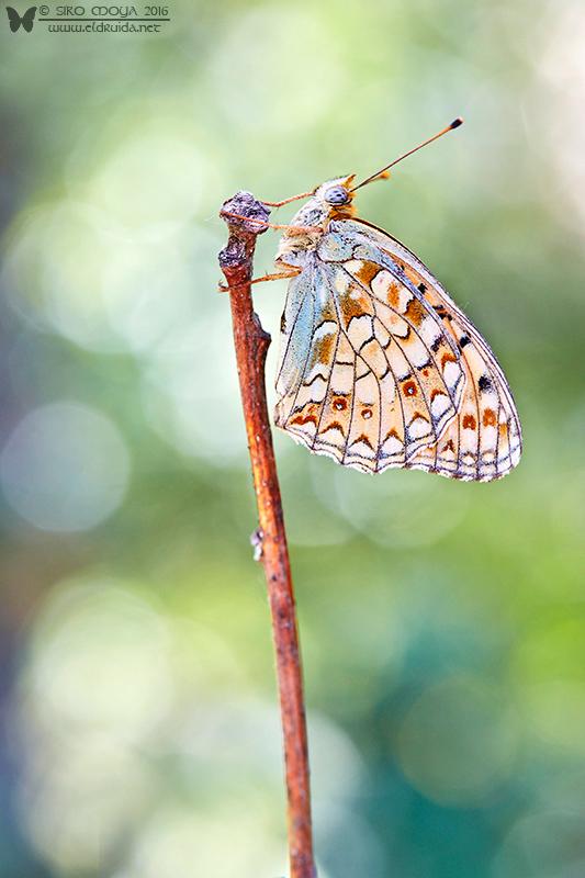 Argynnis niobe