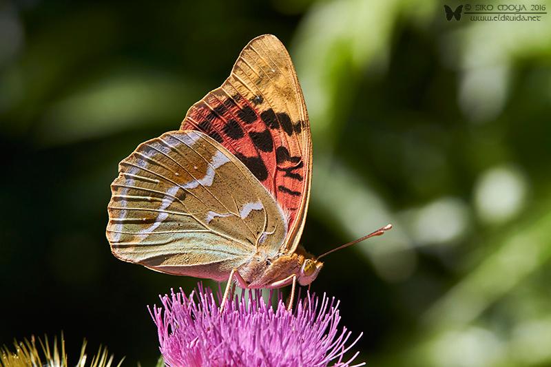Argynnis pandora