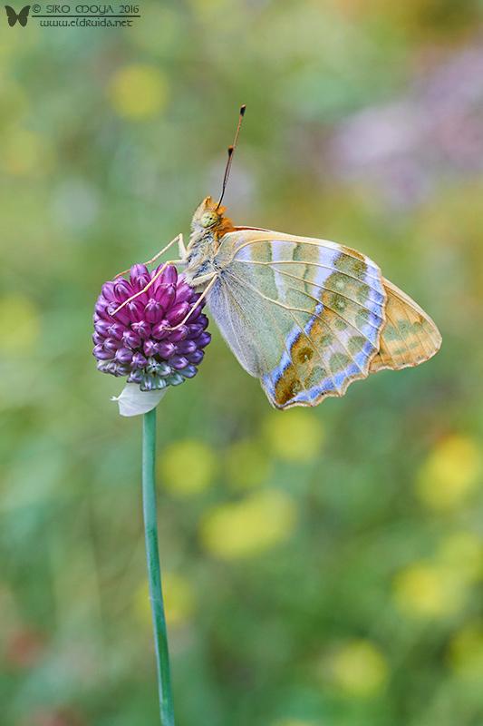 Argynnis paphia