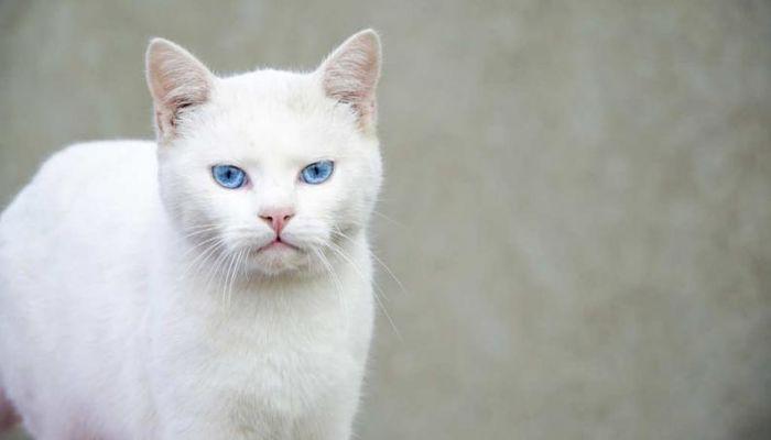 La Haemobartonella en gatos