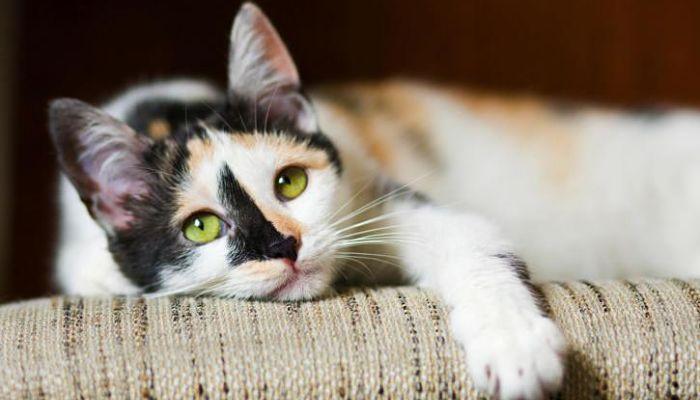 Haemobartonella y los gatos 