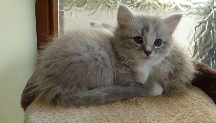 Enrofloxacina En Gatos