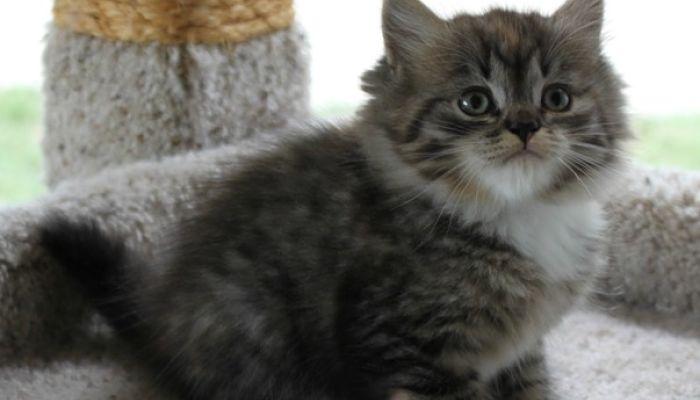 la Enrofloxacina En Gatos