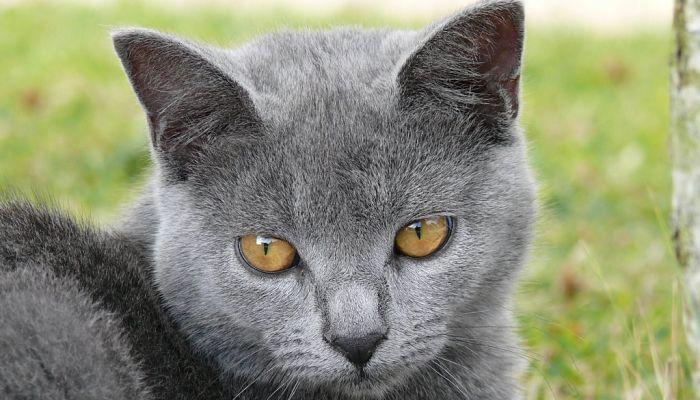 uso de la Enrofloxacina En Gatos