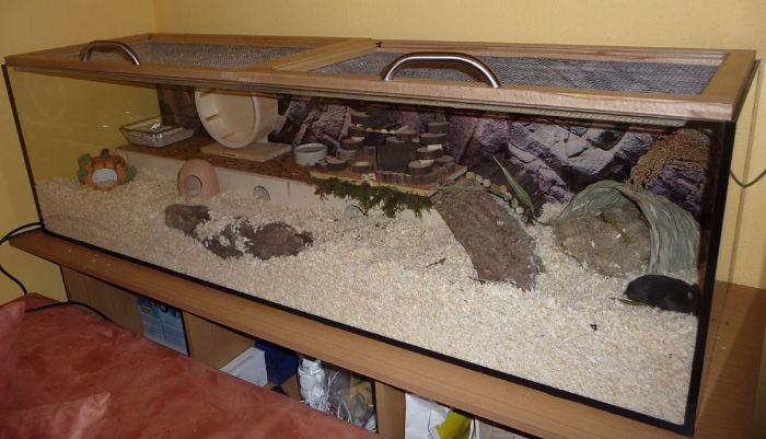 que-jaula-es-mejor-para-un-hamster-3