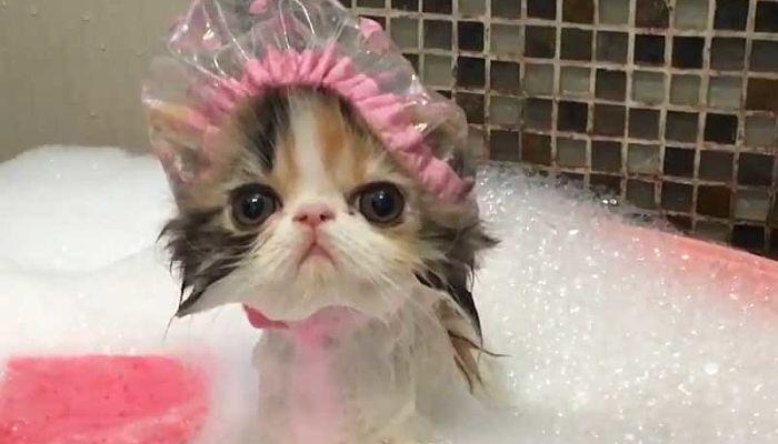 Hay que bañar a los gatos