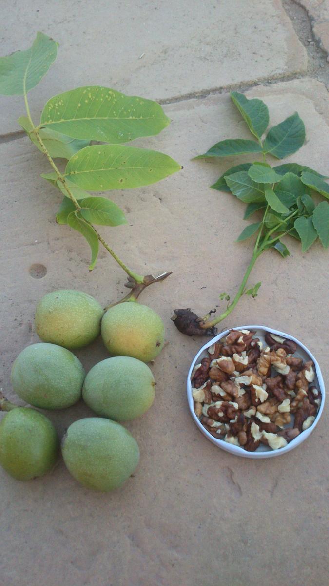 Planta, frutos con cáscara y nueces en trozos para consumir