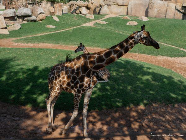 10 razones para visitar Bioparc en Valencia