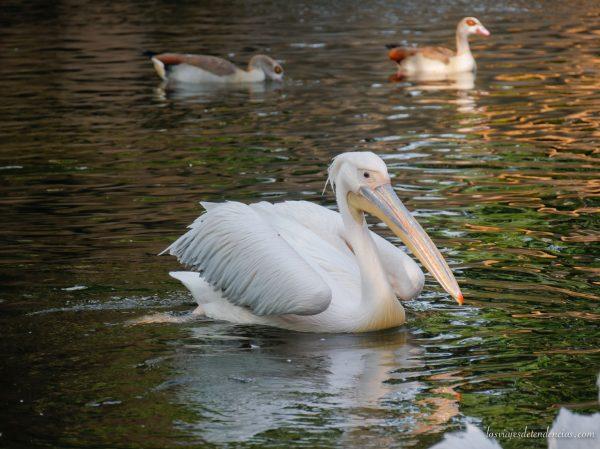 10 razones para visitar Bioparc en Valencia
